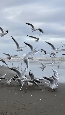 ساحل کریم‌آباد