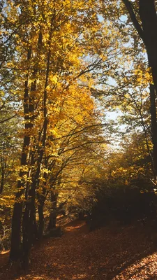 برنجستانک؛ یک روز نارنجی 🍂»
